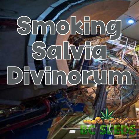 Essential Smoking Salvia Divinorum Guide 